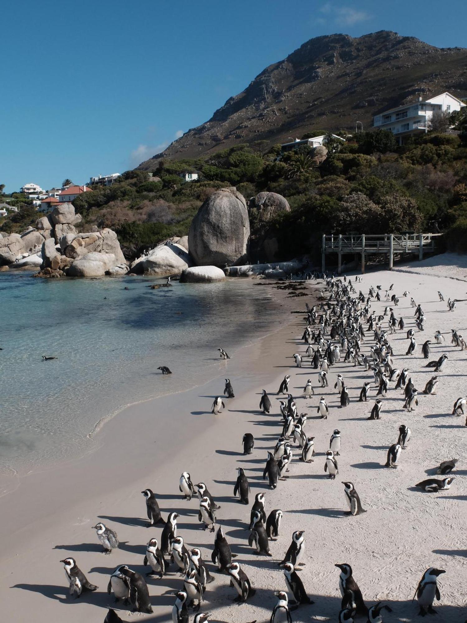 Penguin Haven . Luxury 2 Bedroom, Boulders Beach. Kapstaden Eksteriør billede